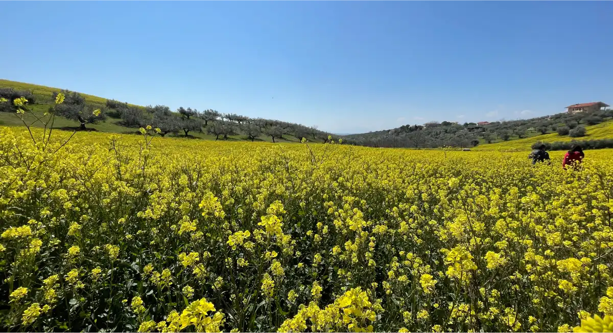 Cyclists riding through the rolling hills of Abruzzo in spring