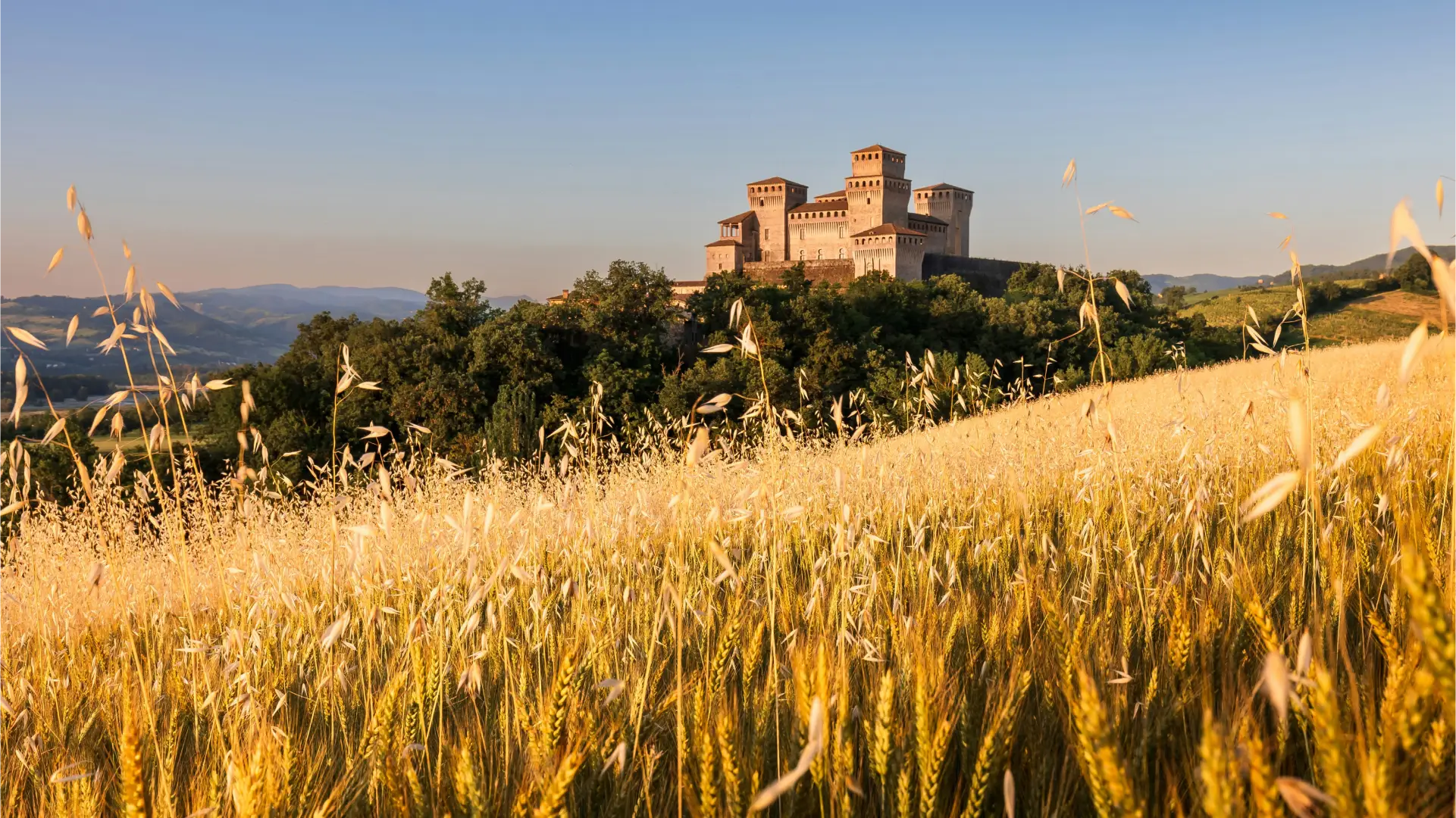 Torrechiara Castle surrounded by golden wheat fields near Parma