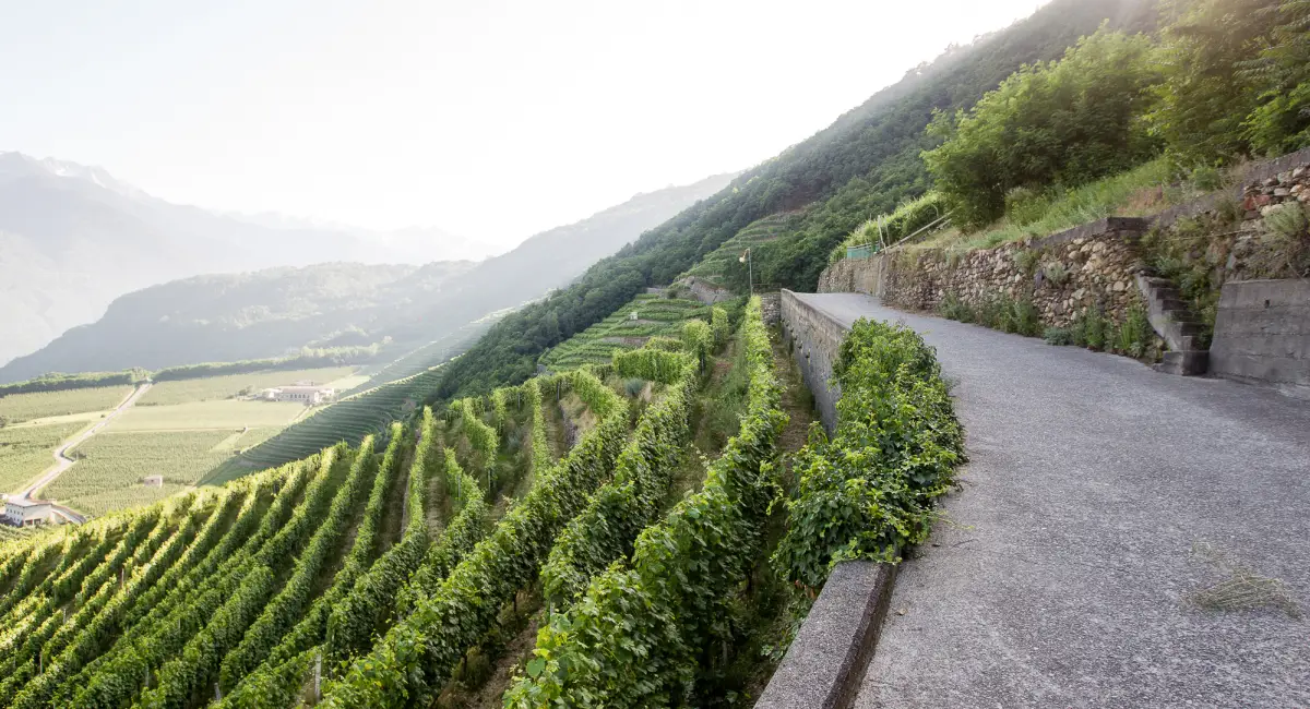 Beautiful cycling road along the terraced vineyards of the Valtellina Wine Country