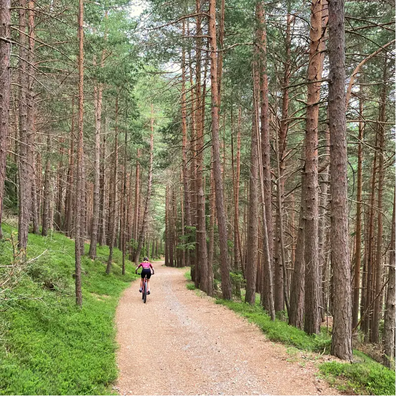 Cyclist riding through a quiet pine forest at the start of the E-bike the Alps tour