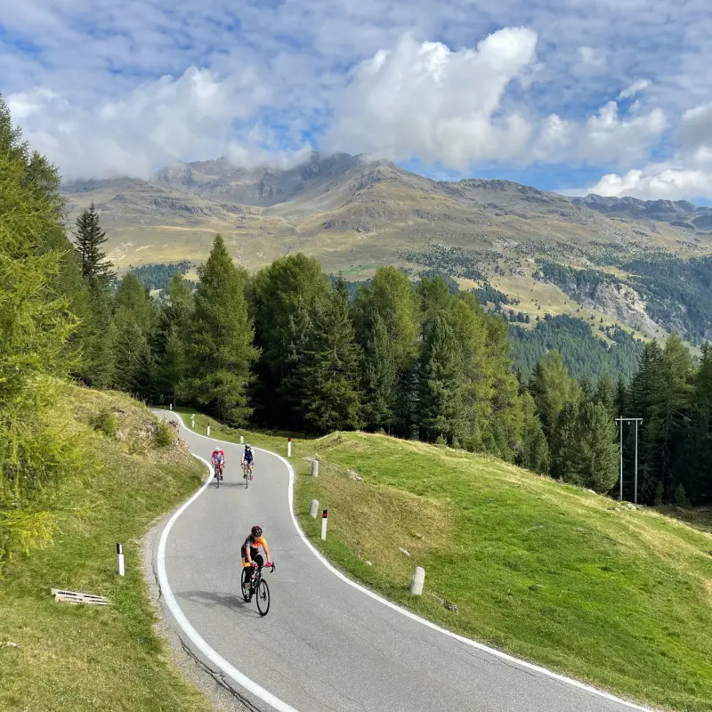 Riders tackling the scenic Passo Gavia surrounded by forests and mountain views