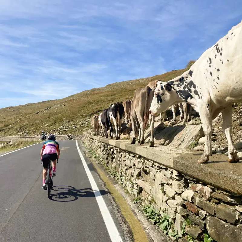 Cyclist climbing the Gavia Pass surrounded by cows on the Stelvio to Lake Como Bike Tour