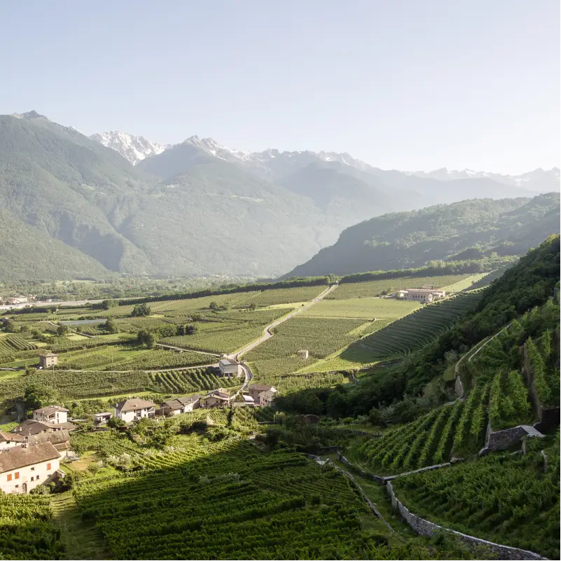 Scenic vineyards of the Valtellina Wine Road, a relaxing finale of the E-bike the Alps tour