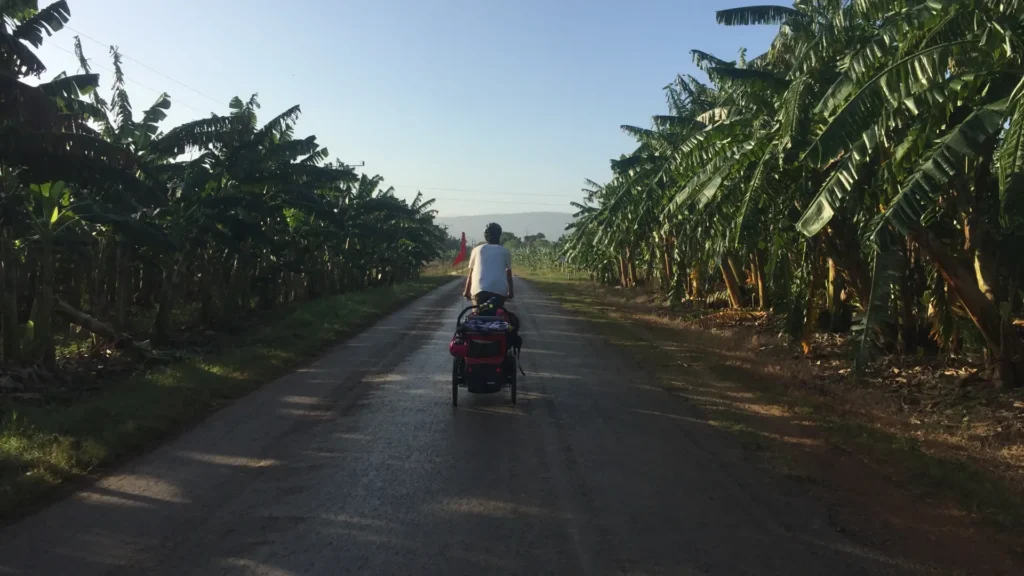Cyclist riding along a tropical road lined with palm trees in rural Cuba