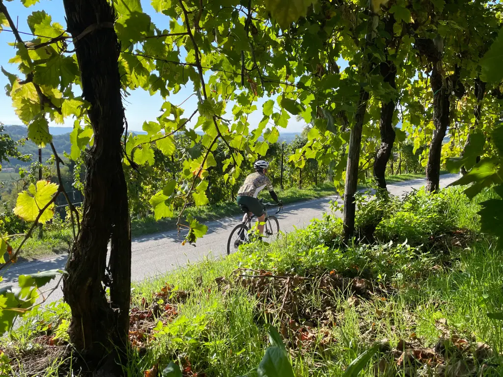 Cyclist riding through vineyards in the Prosecco hills near Conegliano and Valdobbiadene, Italy