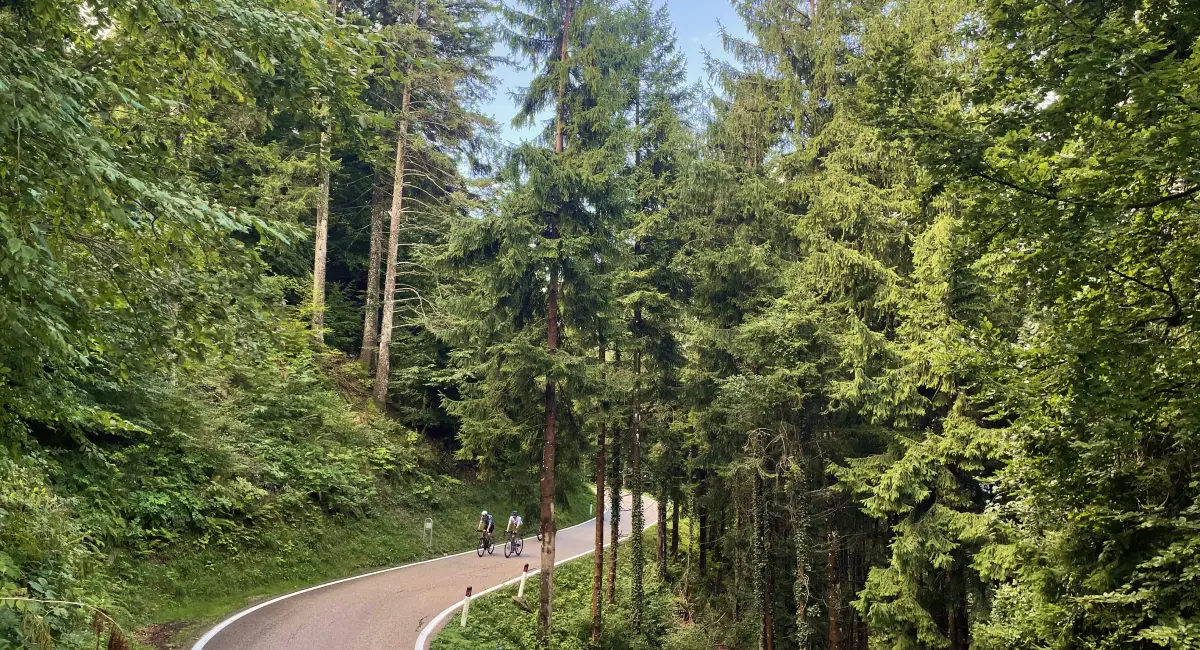 Cyclists climbing through the pine forest on Monte Velo, one of Trentino’s most scenic cycling routes