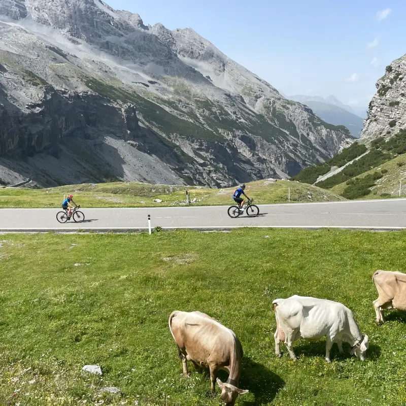 Cyclists climbing the Stelvio Pass with alpine cows grazing on green pastures and dramatic mountain scenery in the background