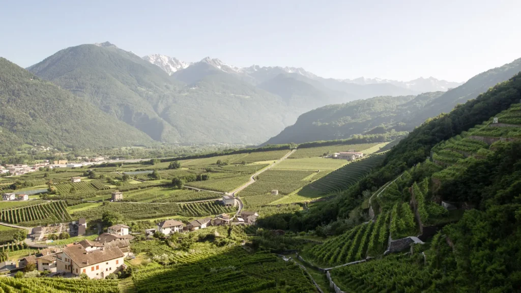 Panoramic view of the terraced vineyards of Valtellina surrounded by the Alps