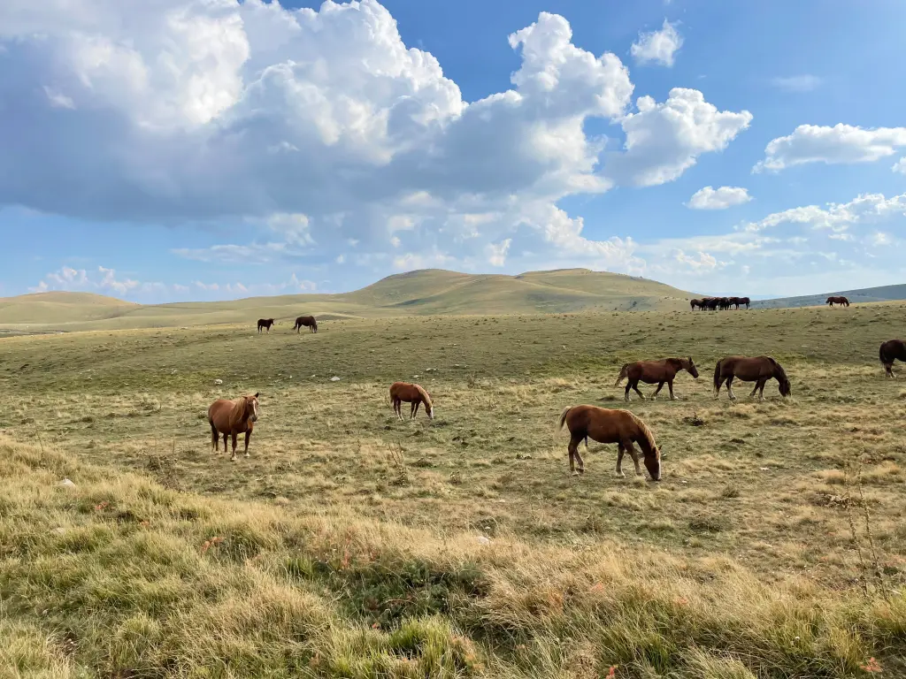 Wild horses grazing on the vast grasslands of the Gran Sasso plateau in Abruzzo, Italy
